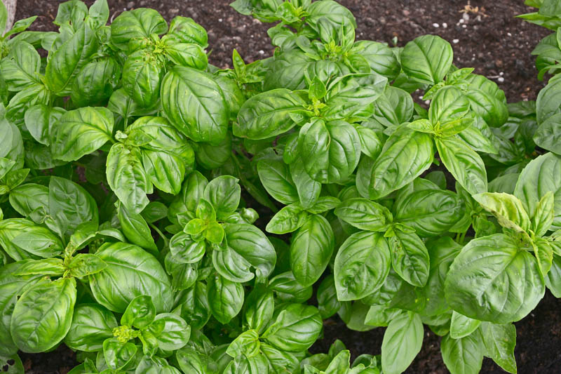 Basil, Sweet Basil, Basil Plant, Basil Leaves, Basil Recipes, Fresh Basil, Ocimum basilicum,