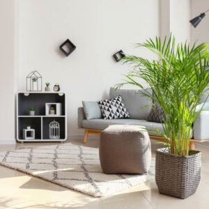 Indoor Palm, Indoor Palms, Palm Tree, Palm Trees, Types of Palm Trees