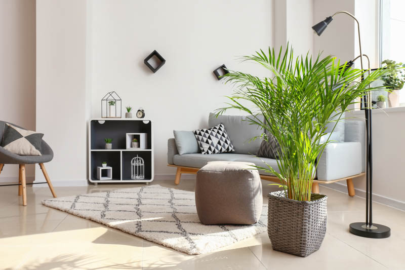 Indoor Palm, Indoor Palms, Palm Tree, Palm Trees, Types of Palm Trees