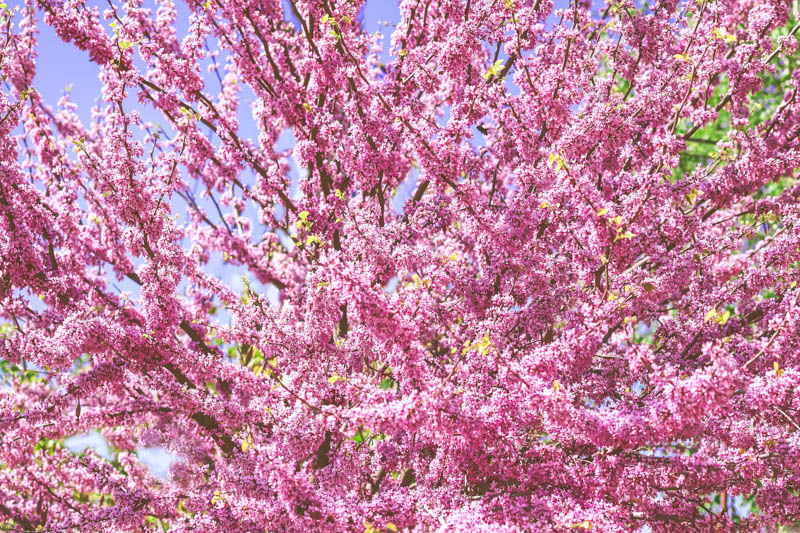 Redbud Tree, Eastern Redbud, Redbud Flowers
