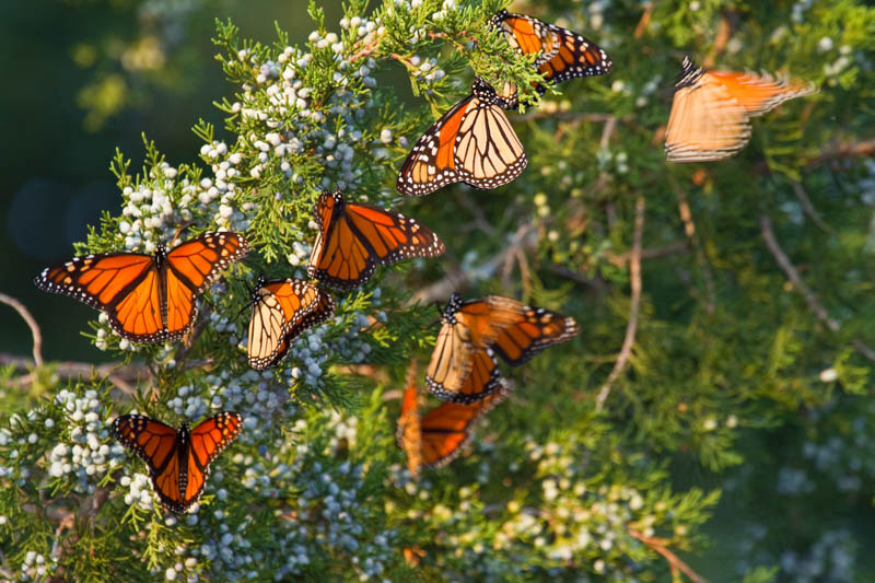 Eastern Red Cedar, Monarch Butterflies, Juniperus virginiana