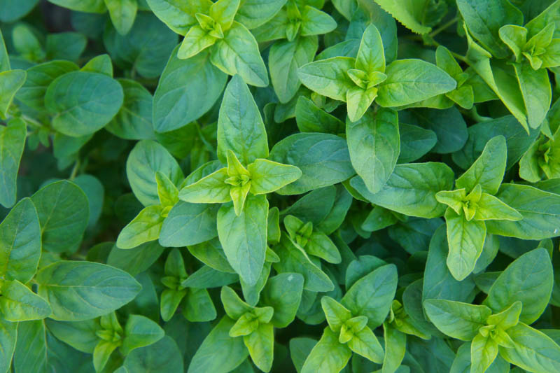 Oregano, Origanum vulgare, Wild Marjoram, English Marjoram, Grove Marjoram , Pot Marjoram