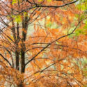 Fast Growing Trees, Fast Growing Privacy Trees, Fast Growing Shade Trees, Fast Growing Evergreen Trees, Bald Cypress, Taxodium distichum