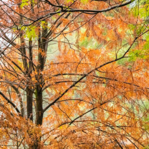 Fast Growing Trees, Fast Growing Privacy Trees, Fast Growing Shade Trees, Fast Growing Evergreen Trees, Bald Cypress, Taxodium distichum