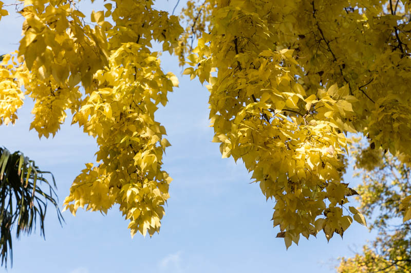 Celtis occidentalis, Common Hackberry, Northern Hackberry, American Hackberry, Nettle Tree, Beaverwood, False Elm, Tree with fall color, Fall color, Attractive bark Tree