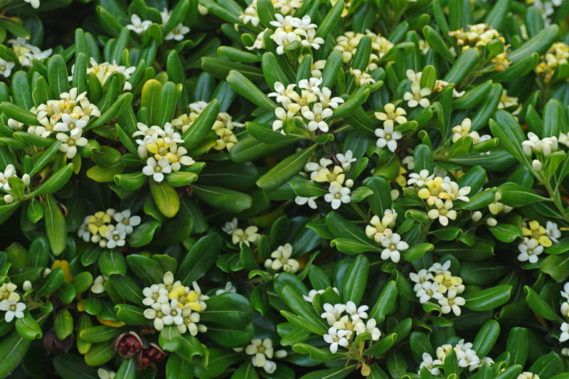 Australian Laurel, Japanese Pittosporum, Mockorange, Mock Orange, Pittosporum, Pittosporum tobira