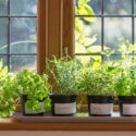 Herbs, Indoor Gardening, Growing Herbs Indoor