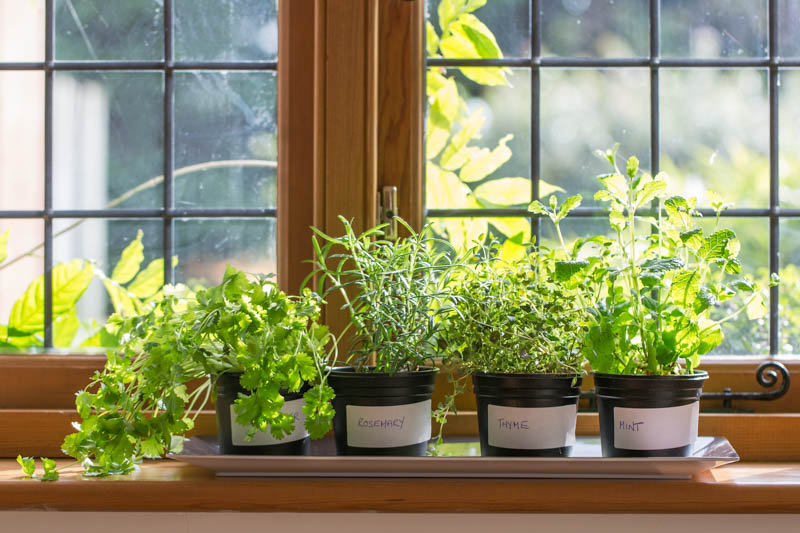 Herbs, Indoor Gardening, Growing Herbs Indoor