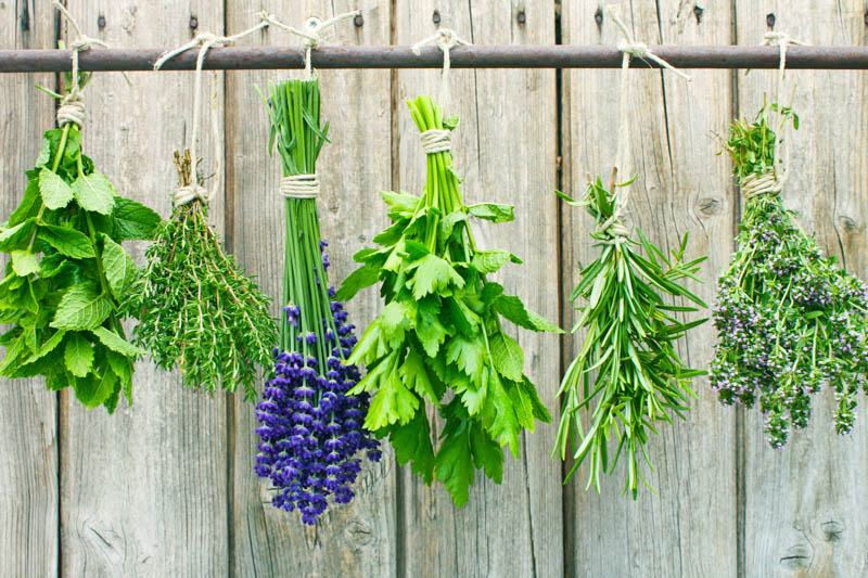 Lemon Balm, Harvesting Lemon Balm, Storing Lemon Balm, Melissa officinalis