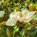 Magnolia grandiflora, Southern Magnolia, Evergreen Magnolia, Loblolly Magnolia, Great Laurel Magnolia, Big Laurel, Bull Bay