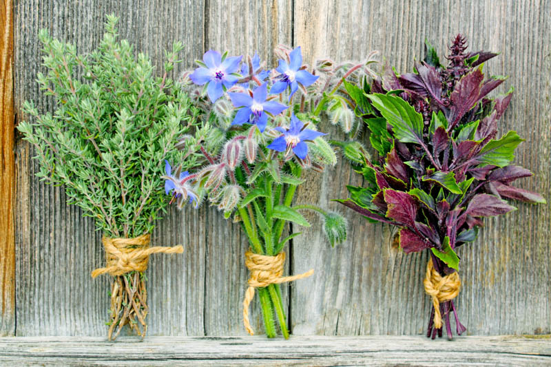 Thyme, Culinary Herb, Thymus vulgaris, Aromatic Herb, Herb Garden, 