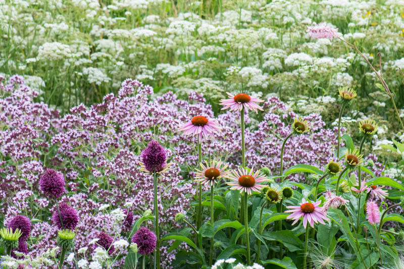 Oregano, Echinacea, Drumstick Allium, Allium, Garden Idea, Garden Border