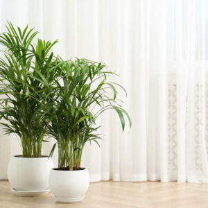 Cat Palm, Cascade Palm, Indoor Pam, Chamaedorea cataractarum, Palm Tree
