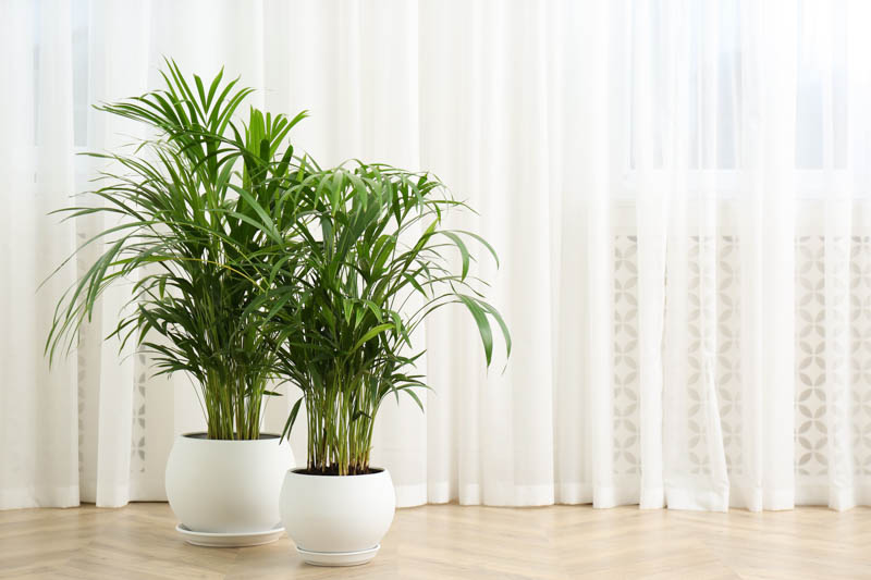 Cat Palm, Cascade Palm, Indoor Pam, Chamaedorea cataractarum, Palm Tree