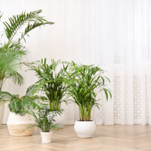 Indoor Palm, Indoor Palms, Palm Tree, Palm Trees, Types of Palm Trees