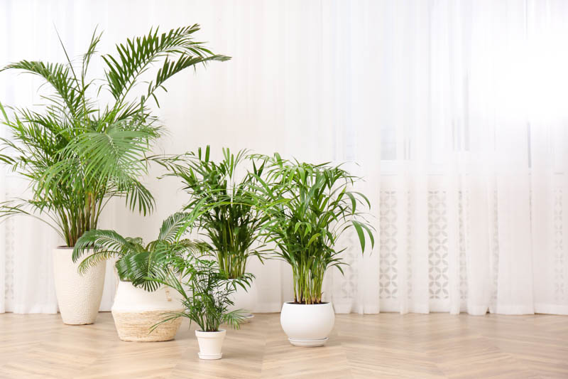Indoor Palm, Indoor Palms, Palm Tree, Palm Trees, Types of Palm Trees