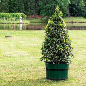 Laurus nobilis, Bay Tree, Bay Laurel, Bay, Poet's Laurel, Roman Laurel, Royal Bay, Sweet Bay, True Laurel, Victor's Laurel, Evergreen Tree