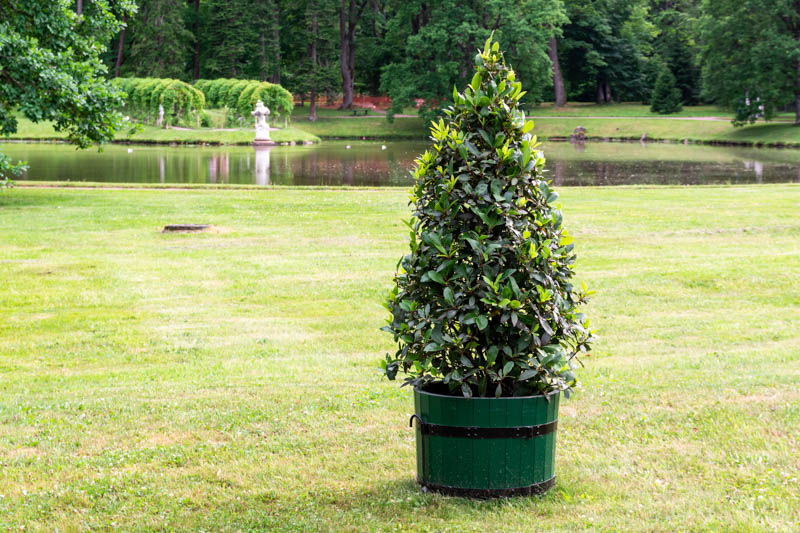Laurus nobilis, Bay Tree, Bay Laurel, Bay, Poet's Laurel, Roman Laurel, Royal Bay, Sweet Bay, True Laurel, Victor's Laurel, Evergreen Tree