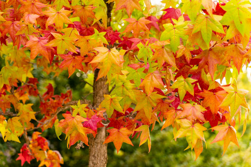 Liquidambar () Liquidambar