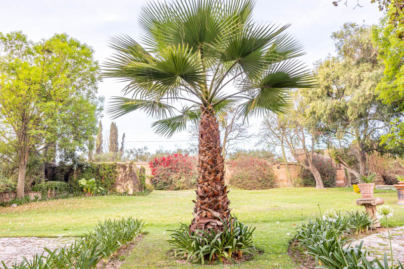 Chinese Fan Palm, Palm Tree, Palm Plant, Indoor Palm, Livistona chinensis