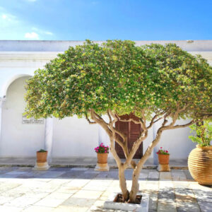 Australian Laurel, Japanese Pittosporum, Mockorange, Mock Orange, Pittosporum, Pittosporum tobira