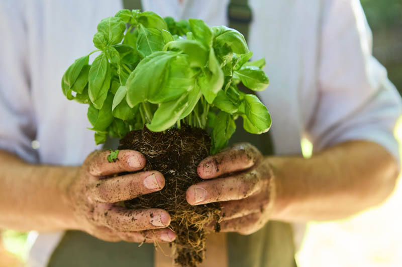 Basil, Sweet Basil, Basil Plant, Basil Leaves, Basil Recipes, Fresh Basil, Ocimum basilicum,