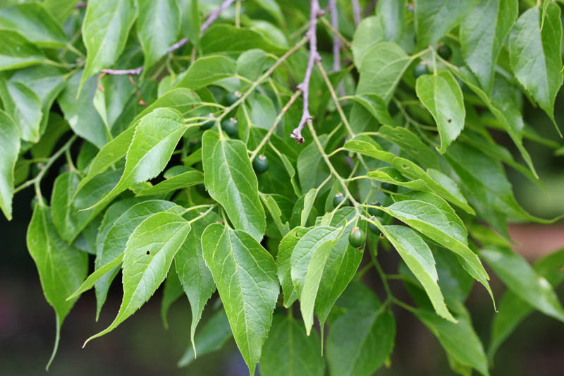 Celtis occidentalis, Common Hackberry, Northern Hackberry, American Hackberry, Nettle Tree, Beaverwood, False Elm, Tree with fall color, Fall color, Attractive bark Tree