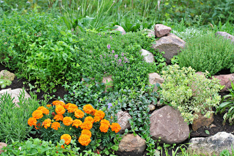 Thyme, Garden Thyme, Culinary Herb, Thymus vulgaris, Aromatic Herb, Herb Garden, 
