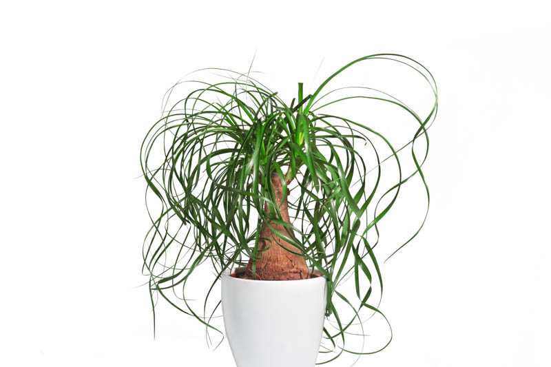 Pnytail Palm, Palm tree, Palm Plant, Indoor Palm,    Beaucarnea Recurvata