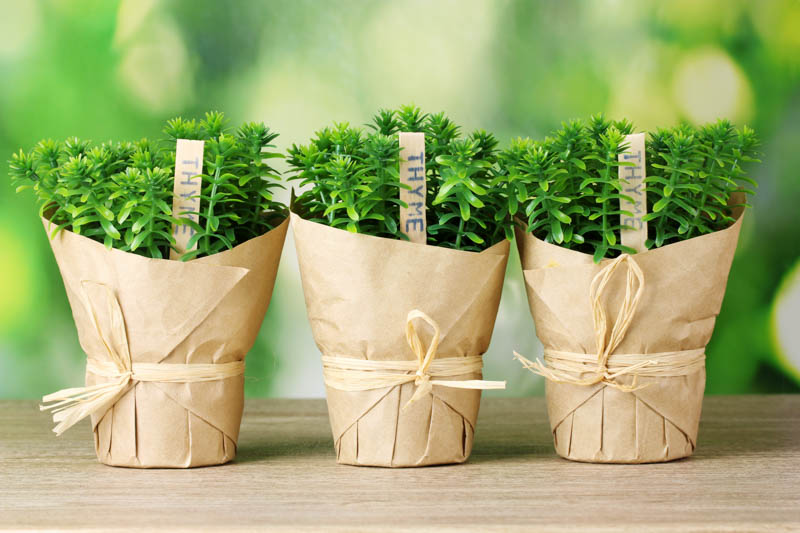 Thyme, Culinary Herb, Thymus vulgaris, Aromatic Herb, Herb Garden, 