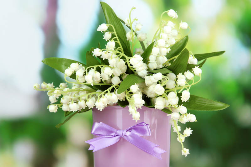 Lily of the Valley, Conval Lily, May Bells, May Lily, Our Lady's Tears, Lady's Tears, Convallaria Majalis,