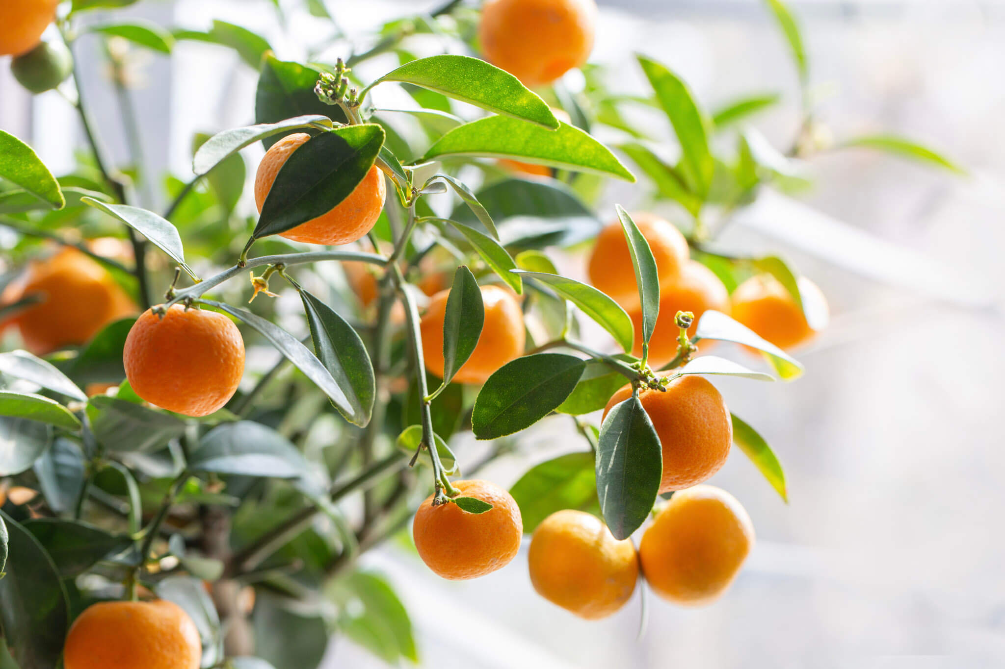 Mandarin, Mandarin Orange, Citrus Fruit, Clementine, Tangerine, Citrus reticulata Satsuma, Satsuma Mandarin, Satsuma Orange, Citrus Fruit, Citrus unshiu