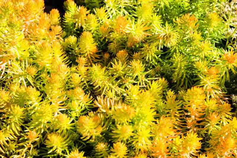 Sedum rupestre 'Angelina', Sedum album 'Angelina', Sedum 'Angelina', Golden Sedum, Yellow Sedum, Orange Sedum, Yellow Succulent, Angelina Stonecrop