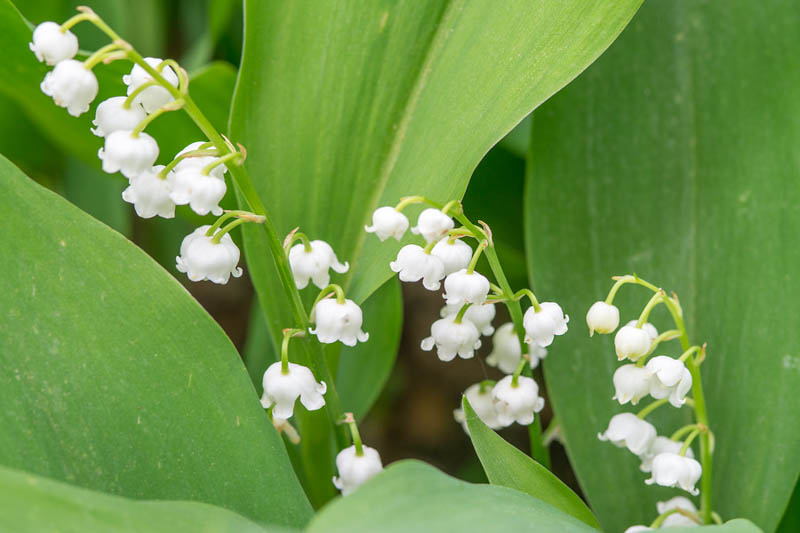 Lily of the Valley, Conval Lily, May Bells, May Lily, Our Lady's Tears, Lady's Tears, Convallaria Majalis,