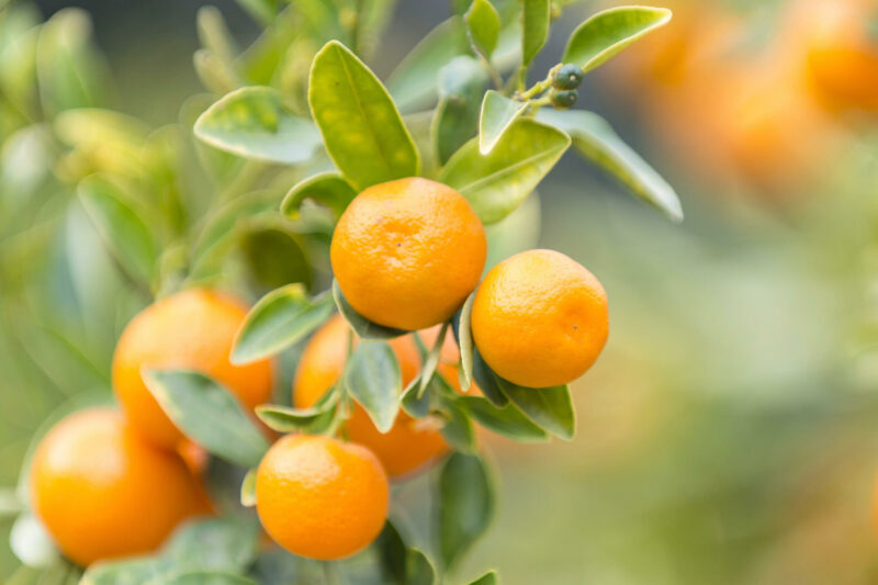 Mandarin, Mandarin Orange, Citrus Fruit, Clementine, Tangerine, Citrus reticulata