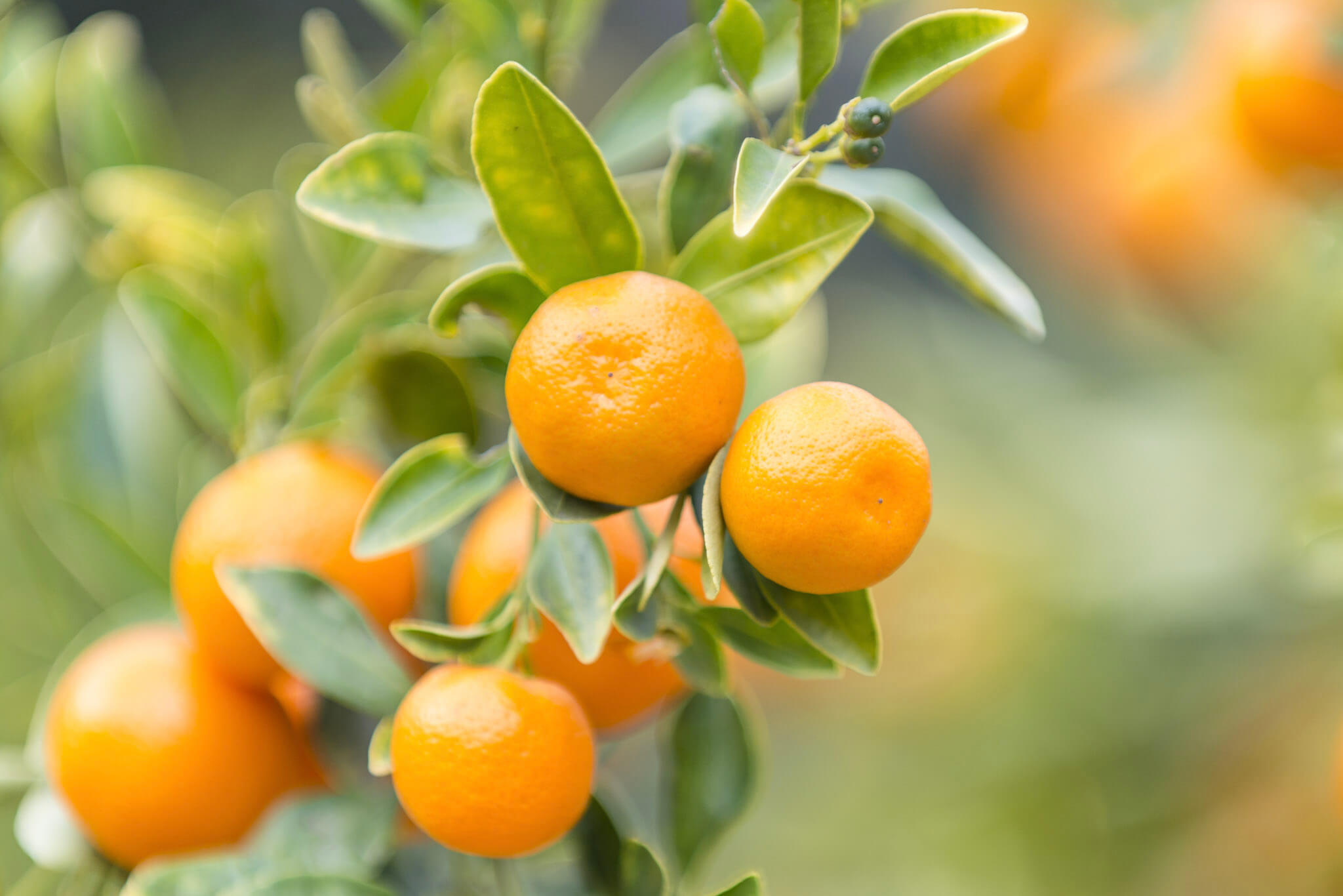Mandarin, Mandarin Orange, Citrus Fruit, Clementine, Tangerine, Citrus reticulata