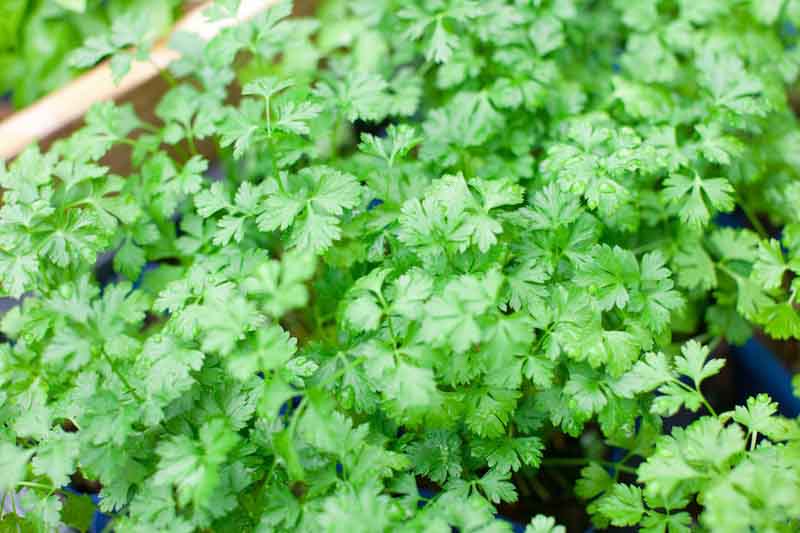 Parsley, Italian Parsley, Flat Leaf Parlsey, Petroselinum crispum, Herb