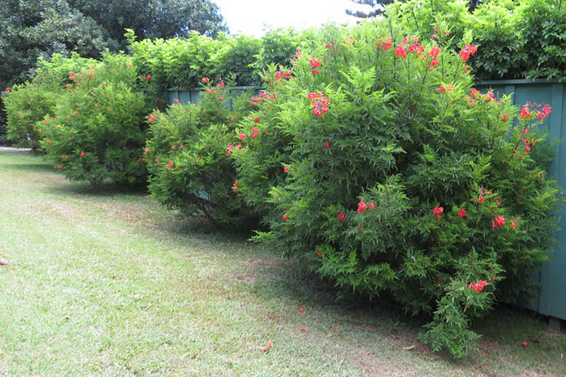 Flaming Bells, Orange Bells, Orange Esperanza, Orange Star, Orange Trumpet Bush, Tecoma Orange Jubilee, Tecoma fulva