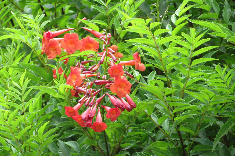 Flaming Bells, Orange Bells, Orange Esperanza, Orange Star, Orange Trumpet Bush, Tecoma Orange Jubilee, Tecoma fulva