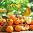 Mandarin, Mandarin Orange, Citrus Fruit, Clementine, Tangerine, Citrus reticulata