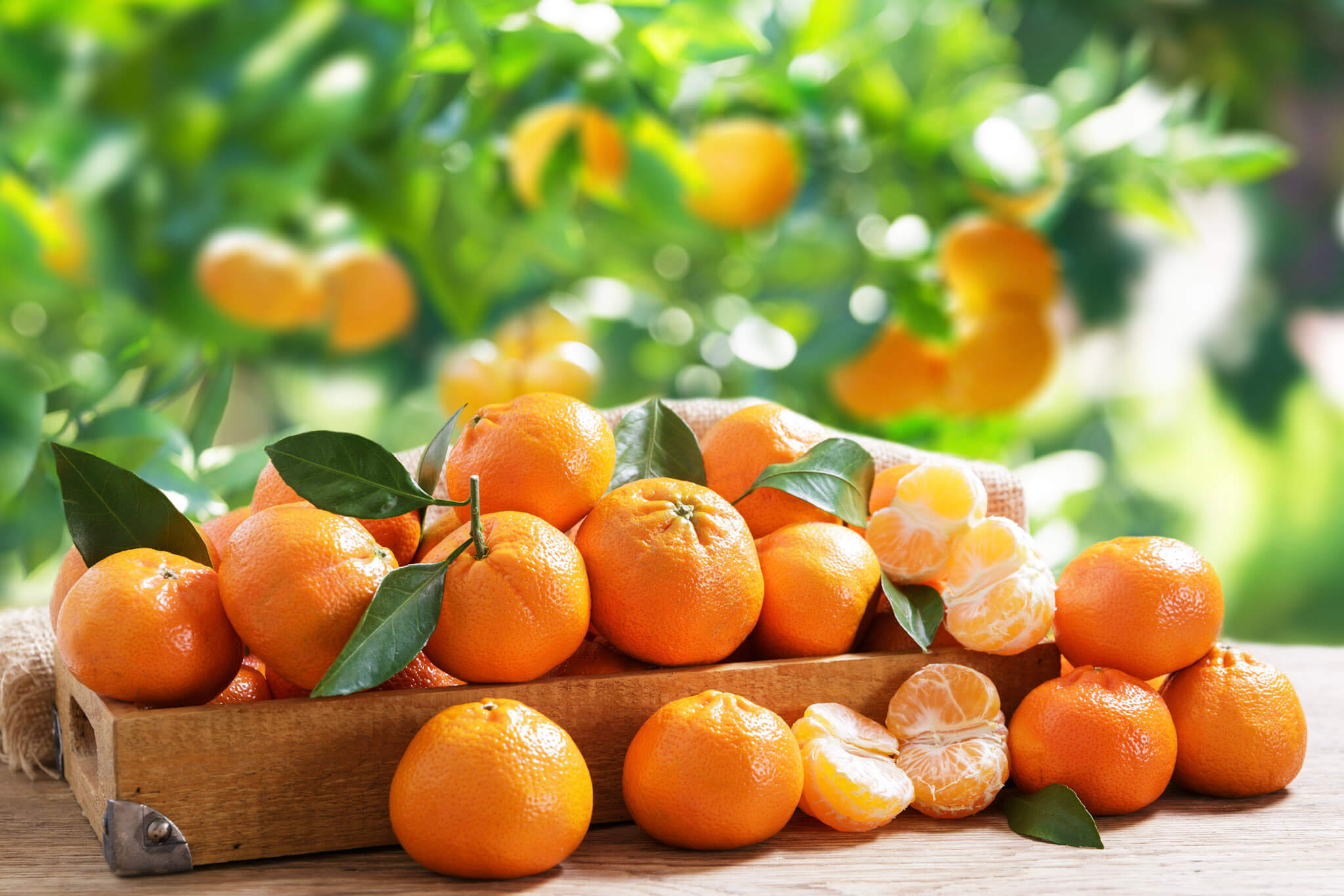 Mandarin, Mandarin Orange, Citrus Fruit, Clementine, Tangerine, Citrus reticulata