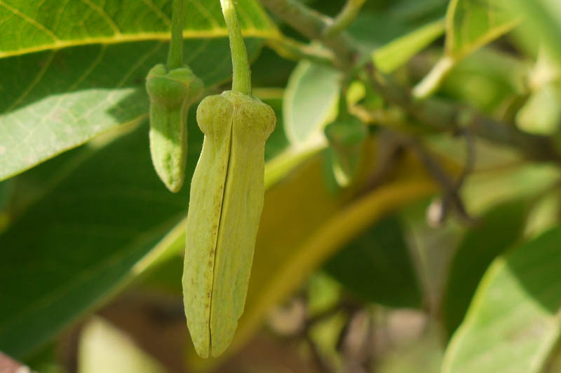 Sugar Apple, Sweetsop, Custard Apple, Tropical Tree, Tropical Fruit, Annona squamosa