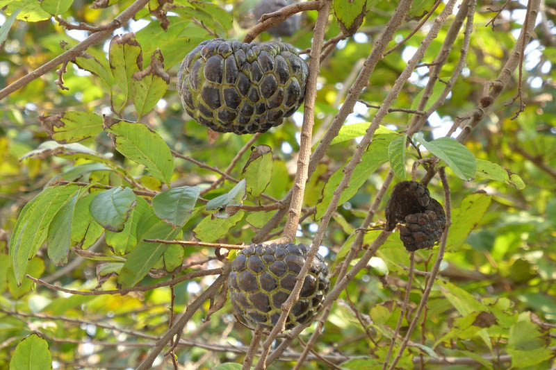 Sugar Apple, Sweetsop, Custard Apple, Tropical Tree, Tropical Fruit, Annona squamosa