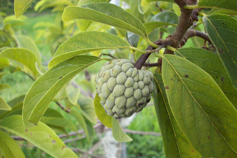 Sugar Apple, Sweetsop, Custard Apple, Tropical Tree, Tropical Fruit, Annona squamosa