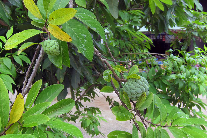 Sugar Apple, Sweetsop, Custard Apple, Tropical Tree, Tropical Fruit, Annona squamosa