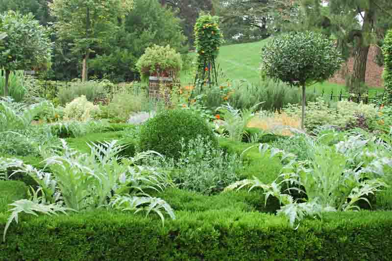 Globe artichoke, French artichoke, Green globe, Artichoke, Cynara scolymus, Cynara cardunculus