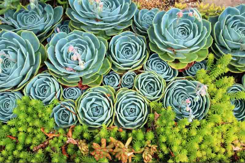 Sedum rupestre 'Angelina', Sedum album 'Angelina', Sedum 'Angelina', Golden Sedum, Yellow Sedum, Orange Sedum, Yellow Succulent, Angelina Stonecrop