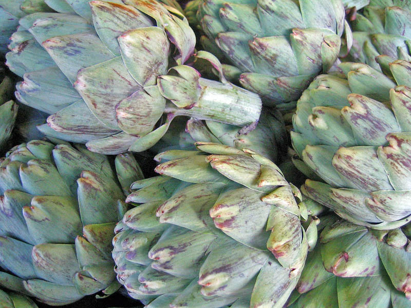 Globe artichoke, French artichoke, Green globe, Artichoke, Cynara scolymus, Cynara cardunculus