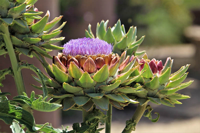 Globe artichoke, French artichoke, Green globe, Artichoke, Cynara scolymus, Cynara cardunculus