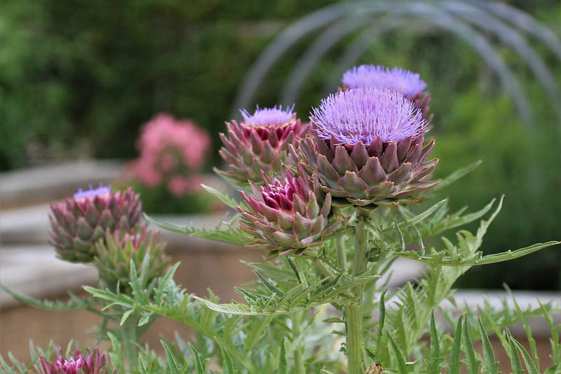 Globe artichoke, French artichoke, Green globe, Artichoke, Cynara scolymus, Cynara cardunculus